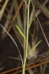 Canby's lobelia